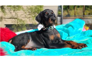 Mister - Doberman Pinscher for sale