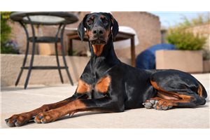 Rileigh - Doberman Pinscher for sale