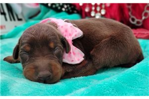 Patty - Doberman Pinscher for sale