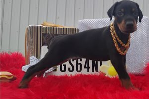 Mister - Doberman Pinscher for sale