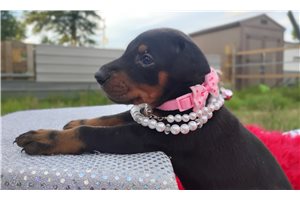 Halo - puppy for sale