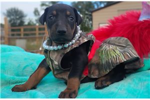 Pearl - puppy for sale