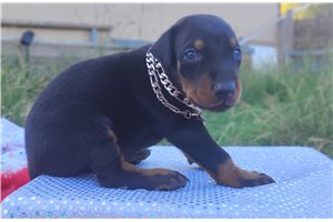 Dock - Doberman Pinscher for sale