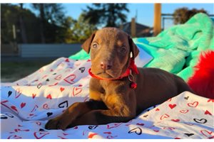 Patsy - puppy for sale