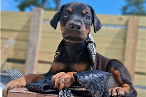 Regis - puppy for sale