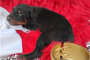 Matches - Doberman Pinscher for sale