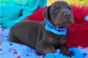 Parson - puppy for sale