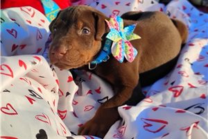 Pascal - Doberman Pinscher for sale