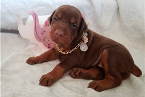 Mossie - puppy for sale