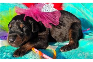 Sasha - puppy for sale