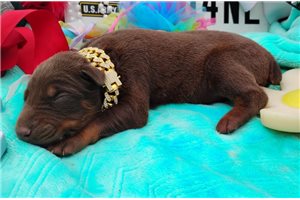 Pascal - Doberman Pinscher for sale