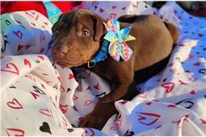 Pascal - Doberman Pinscher for sale