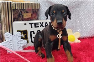 Tator - Doberman Pinscher for sale