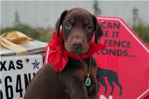 Matcha - Doberman Pinscher for sale
