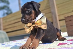 Raphael - puppy for sale