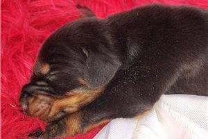 Mateo - puppy for sale