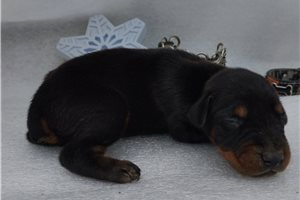 Pistol - Doberman Pinscher for sale