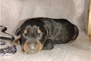Mister - Doberman Pinscher for sale