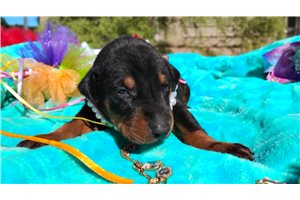 Pearl - Doberman Pinscher for sale