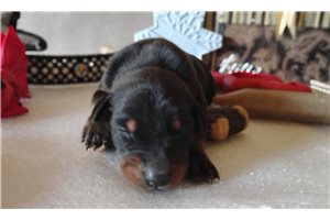 Shelly - puppy for sale