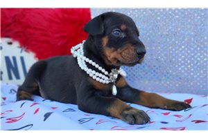 Shelly - Doberman Pinscher for sale