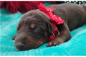 Patsy - Doberman Pinscher for sale