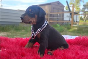 Tator - Doberman Pinscher for sale