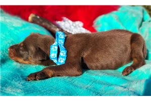Copper - puppy for sale