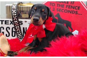 Halo - Doberman Pinscher for sale