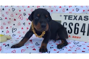 Mateo - Doberman Pinscher for sale
