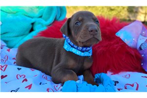 Parson - Doberman Pinscher for sale
