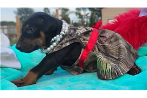 Pearl - puppy for sale