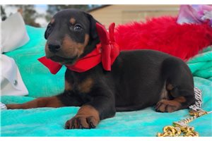 Peggy - puppy for sale