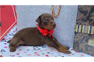 Milly - Doberman Pinscher for sale