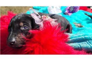 Peace - Doberman Pinscher for sale