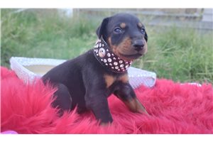 Pistol - Doberman Pinscher for sale