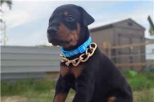 Matches - puppy for sale