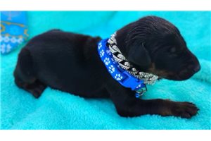 Paul - Doberman Pinscher for sale