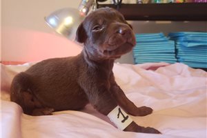 Blitz - puppy for sale