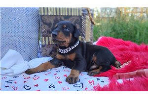 Tank - Doberman Pinscher for sale