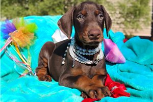 Matcha - Doberman Pinscher for sale