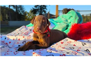 Patsy - puppy for sale