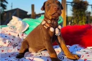 Patty - puppy for sale