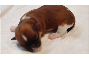 Hannah - Mixed/Other for sale