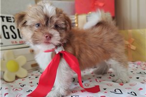 Hickory - Mixed/Other for sale