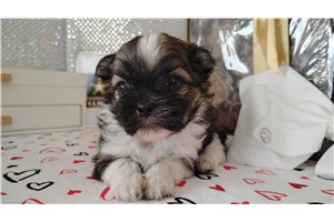 Hamilton - Mixed/Other, placed in Deep East Texas