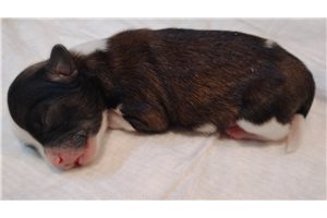 Hamilton - puppy for sale