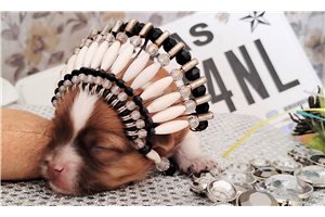 Hubert - Mixed/Other for sale