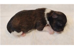Hendrick - puppy for sale