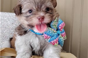 Hubert - Mixed/Other for sale
